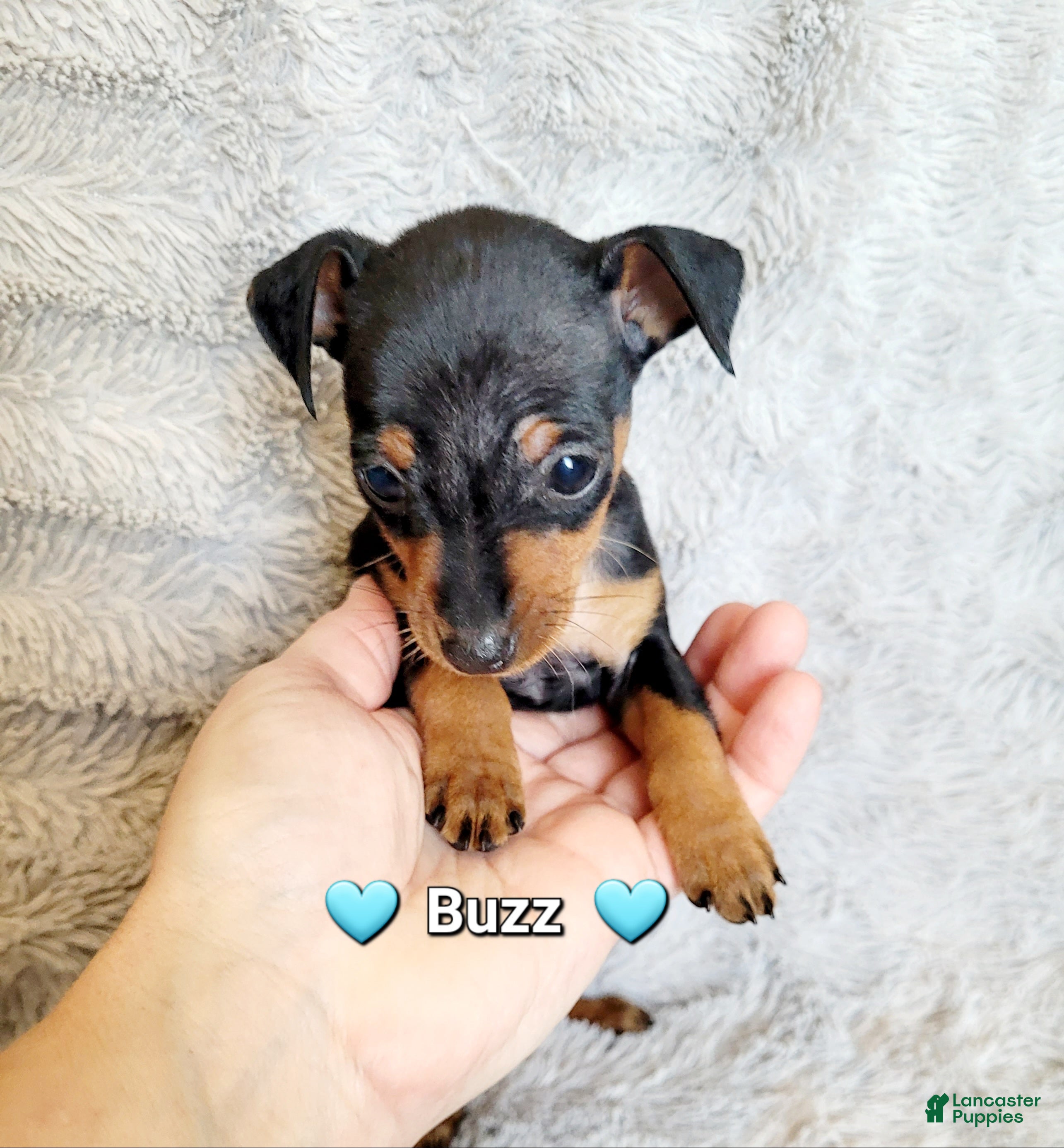 Miniature Pinscher dogs Buzz  - Ad 21