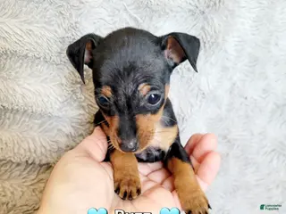 Miniature Pinscher dogs Buzz - Ad 23