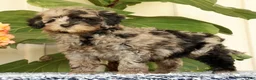 Mini Goldendoodle dogs for sale: Carter - Ad 6