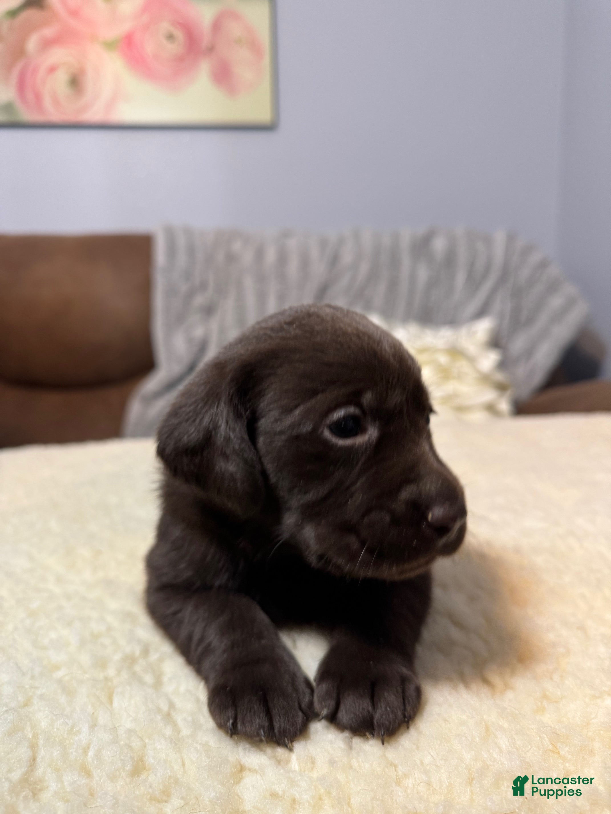 Labrador Retriever dogs Clover-English Champ linesLabrador Retriever Puppy 7 - Ad 1