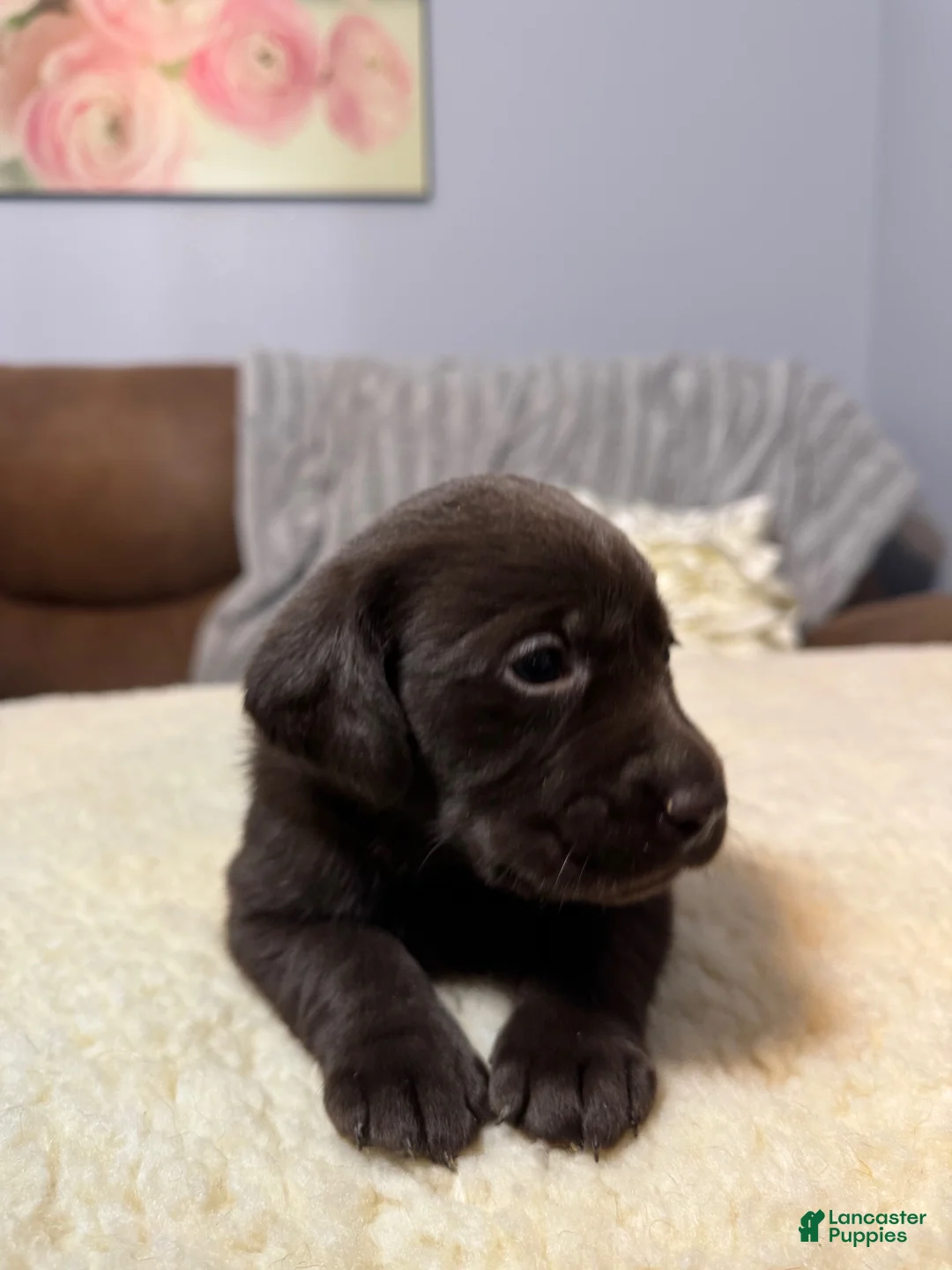 Labrador Retriever dogs for sale: Clover-English Champ linesLabrador Retriever Puppy 7 - Ad 1