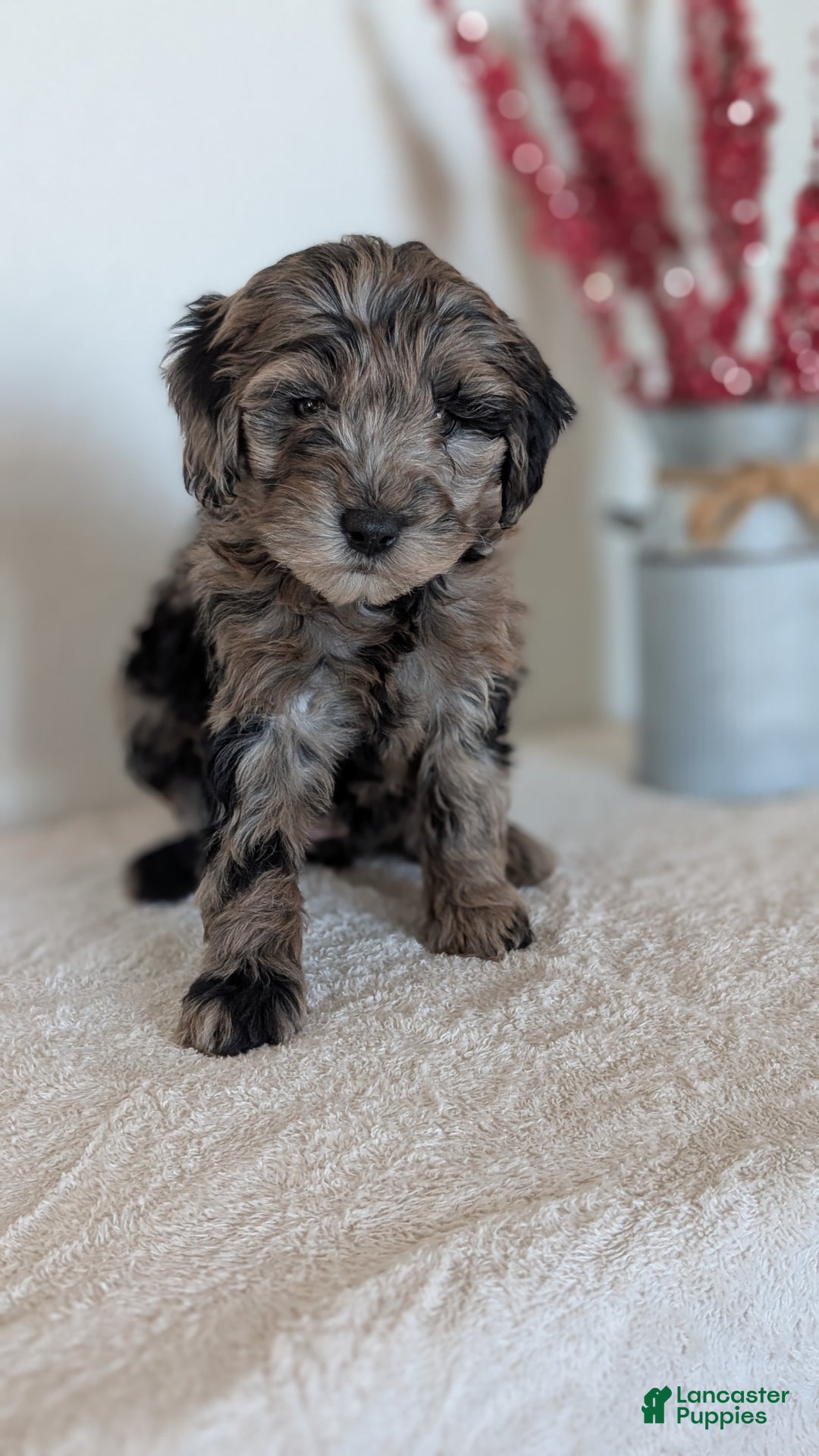 Mini Bernedoodle dogs for sale: Viola - Ad 2