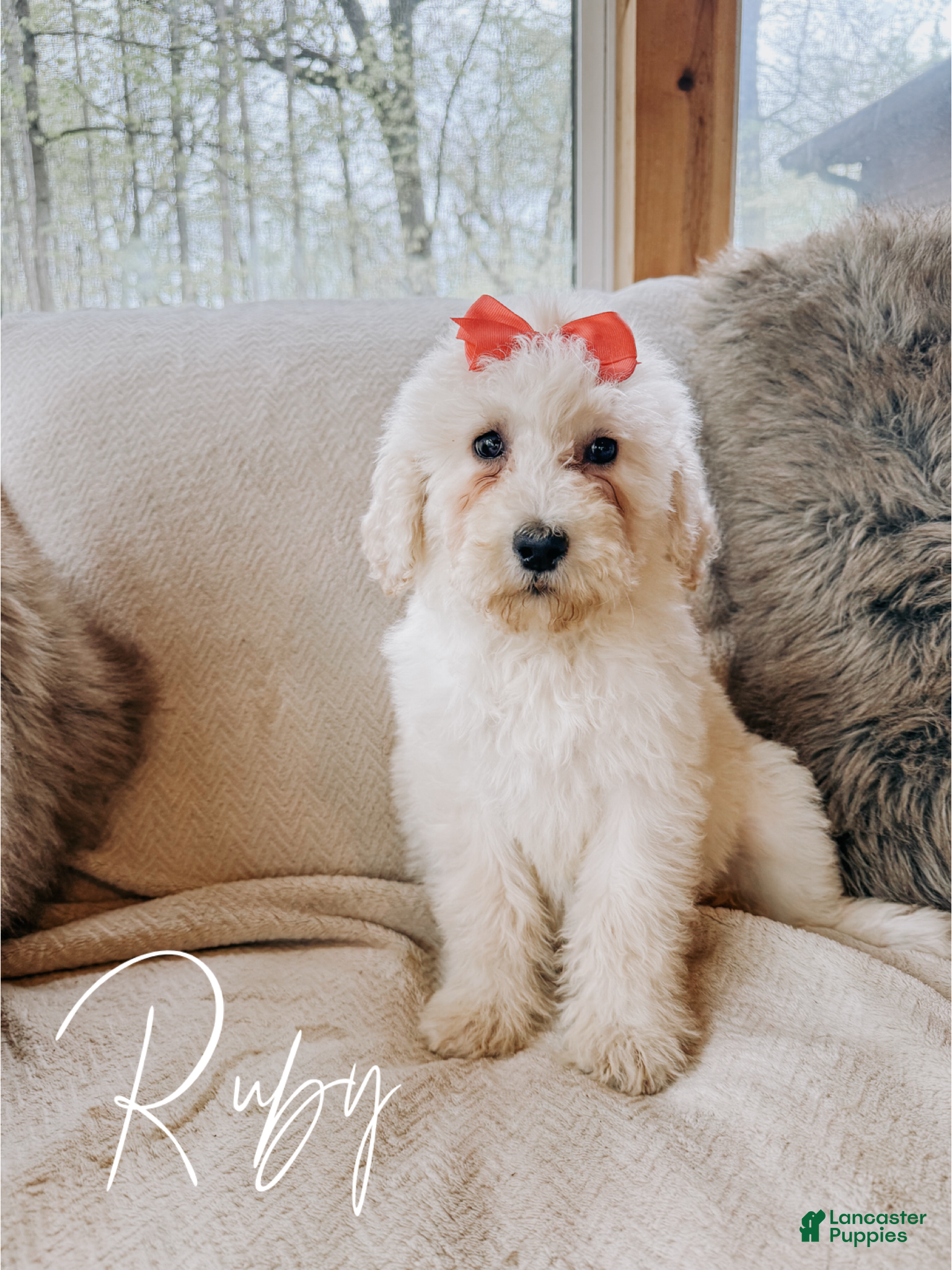 Goldendoodle dogs Ruby - Ad 6