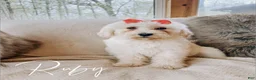 Goldendoodle dogs for sale: Ruby - Ad 2