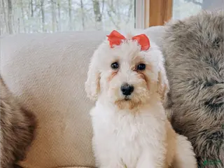 Goldendoodle dogs Ruby - Ad 19