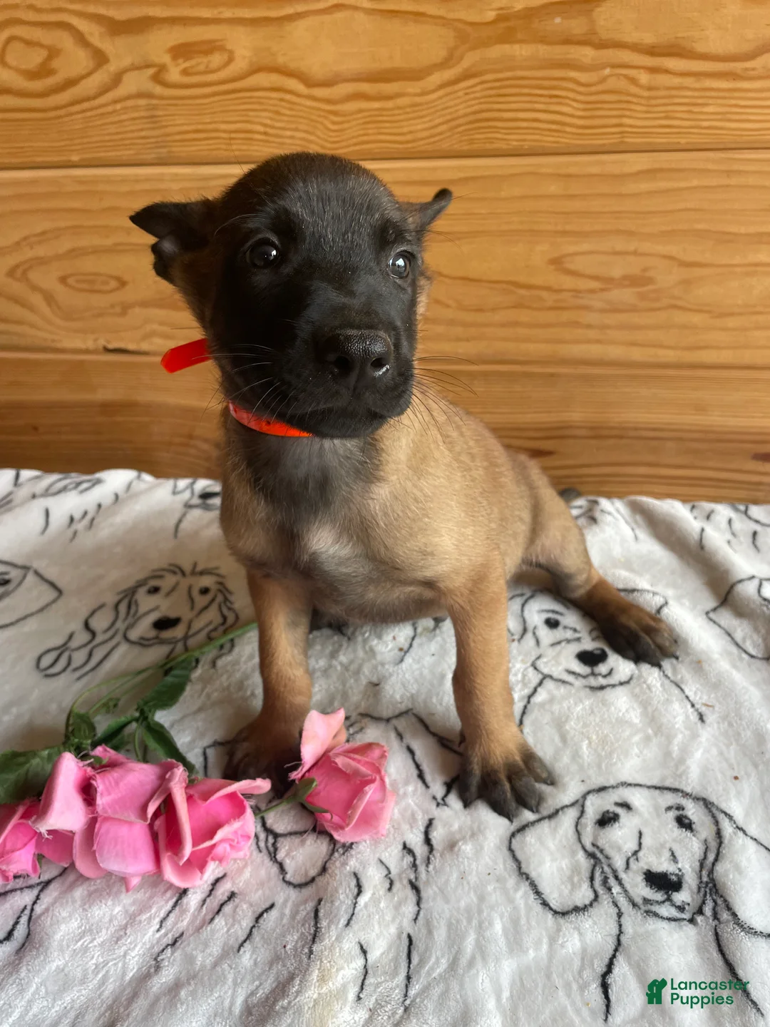 Belgian Malinois dogs for sale: Sarge - Ad 2