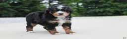 Mini Bernedoodle dogs for sale: Ranger  - Ad 4