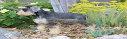 Miniature Schnauzer dogs for sale: Twister - Ad 3