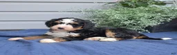 Mini Bernedoodle dogs for sale: Fern - Ad 6