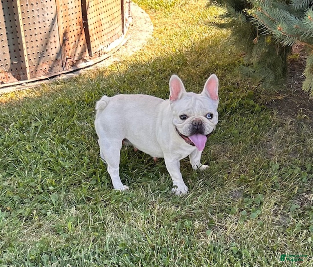 French Bulldog dogs for sale: Koko - Ad 6