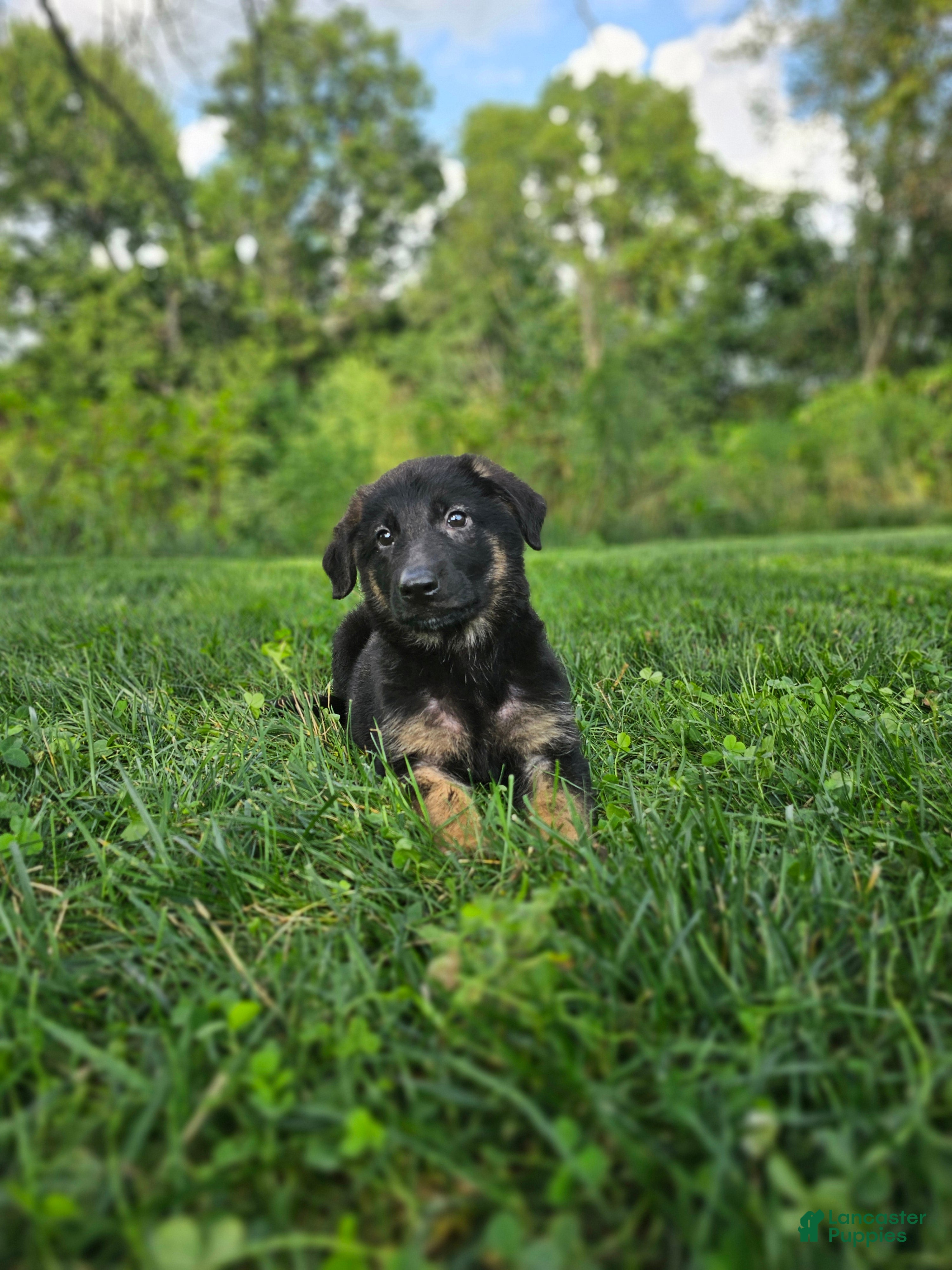 German Shepherd dogs Mindy - Ad 2