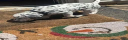 Dalmatian dogs for sale: Dalmatian 4 - Ad 3
