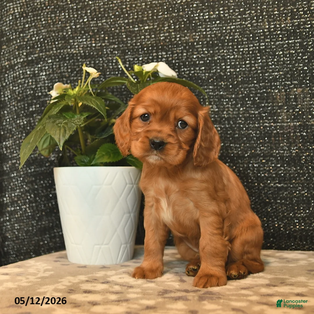 Cockalier dogs for sale: Viking  - Ad 1
