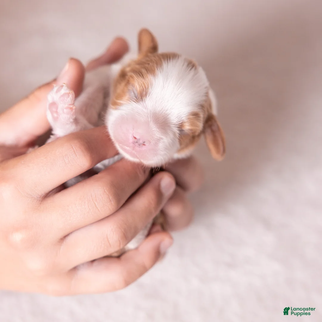 Cavalier King Charles Spaniel dogs for sale: Cheers - Ad 4