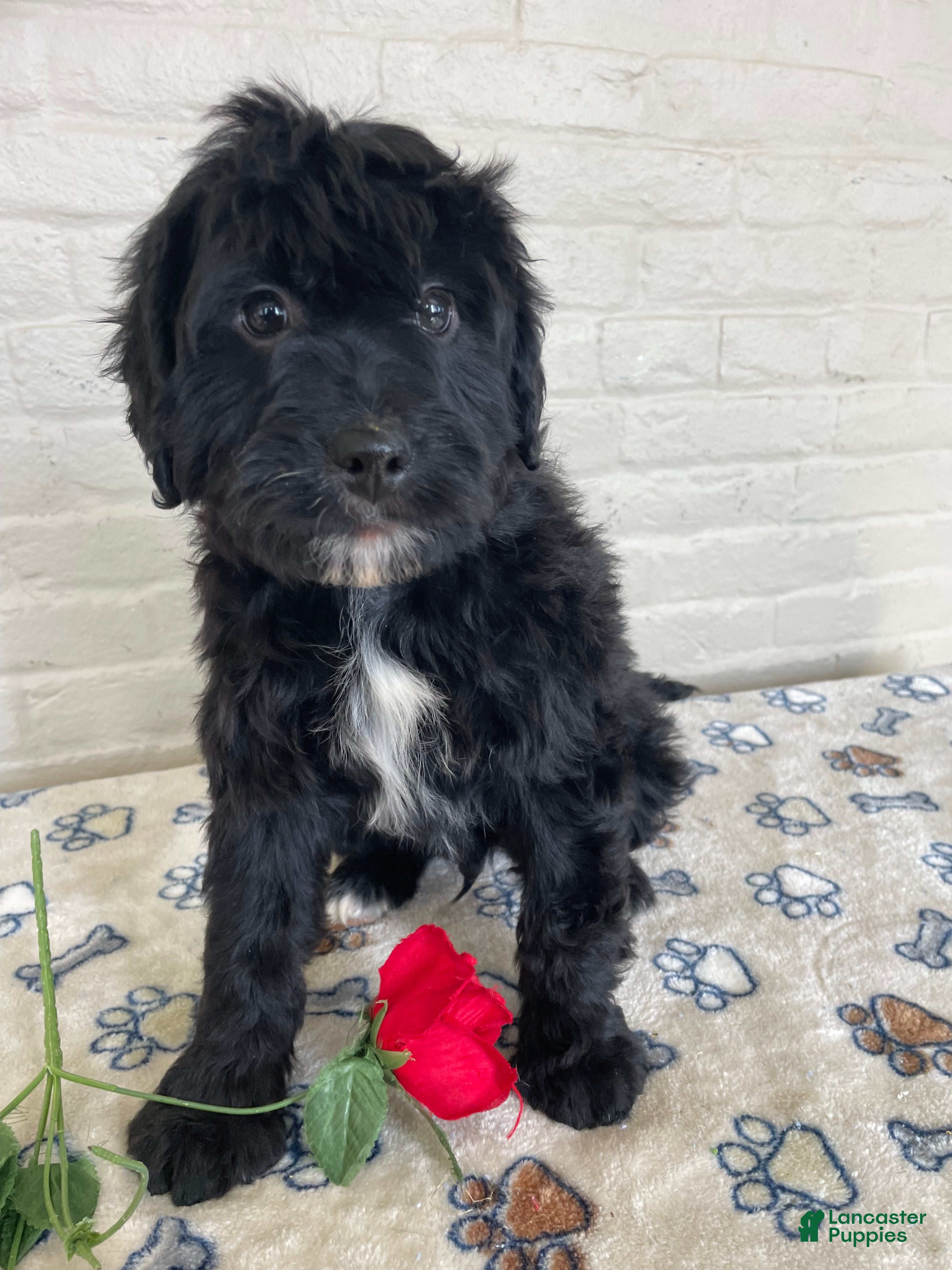 Mixed Breed dogs Parker - Ad 37