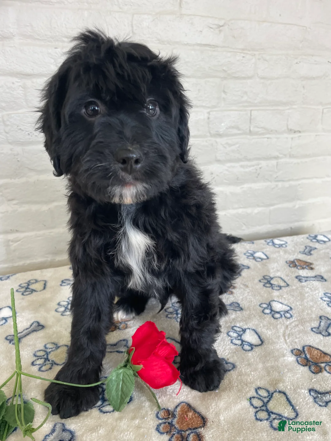 Mixed Breed dogs for sale: Parker - Ad 1