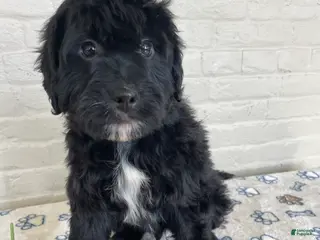 Mixed Breed dogs Parker - Ad 37