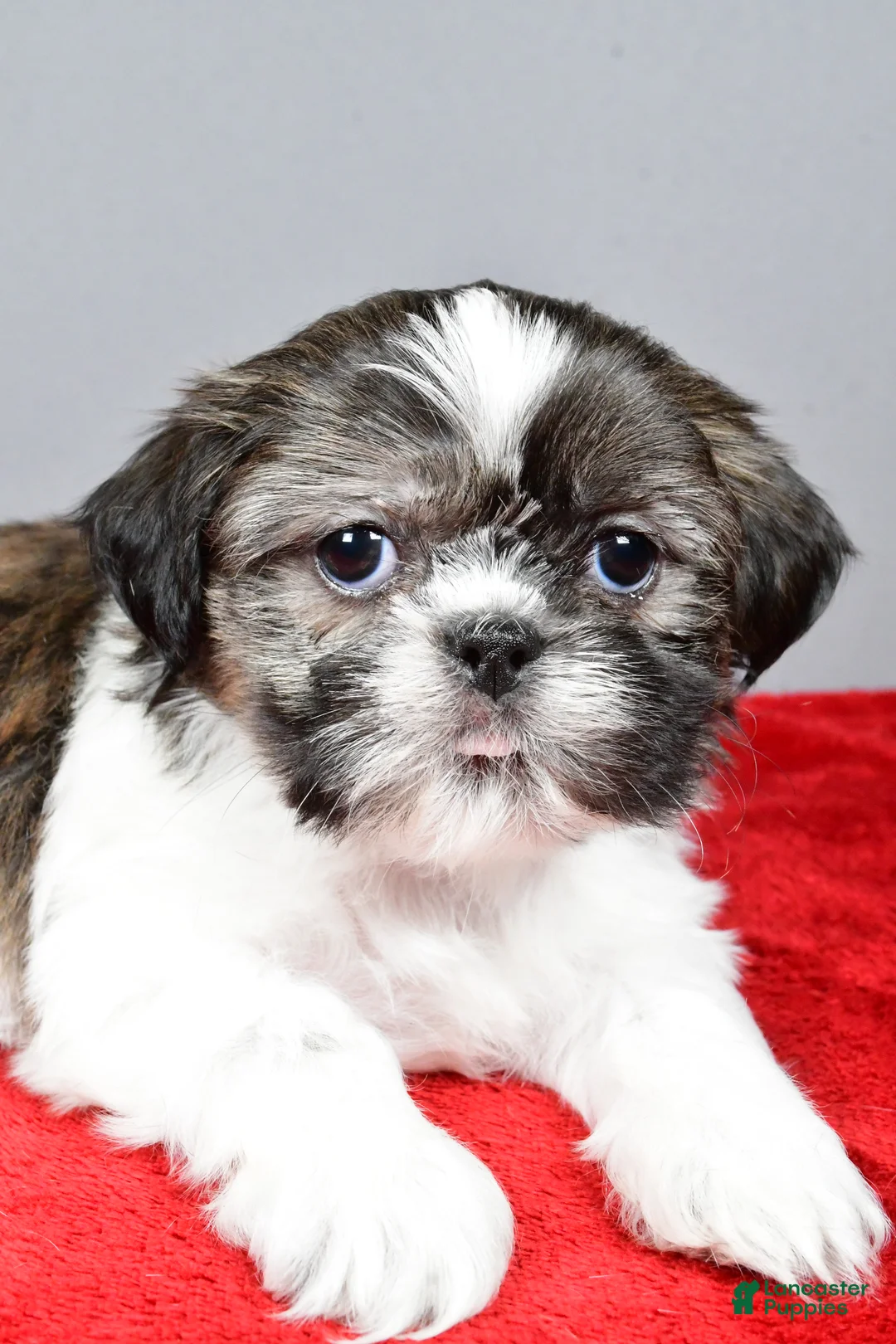 Shih Tzu dogs for sale: Holly - Ad 8