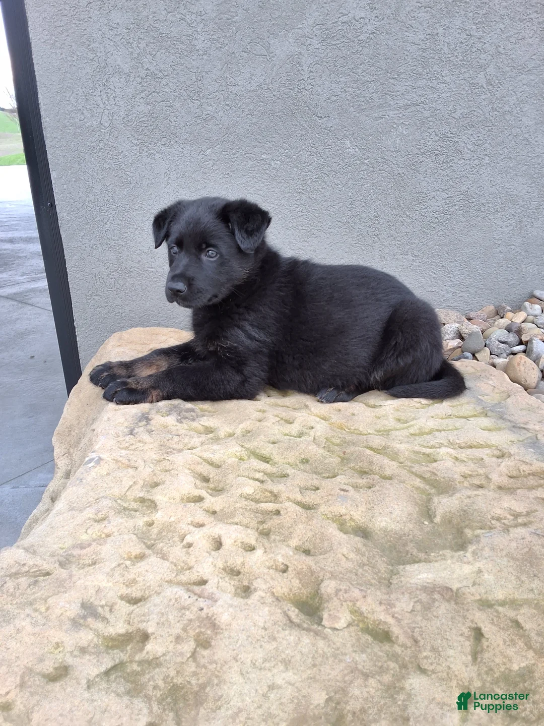 German Shepherd dogs for sale: Lola - Ad 2