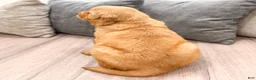 Golden Retriever dogs for sale: Boomer - Ad 5