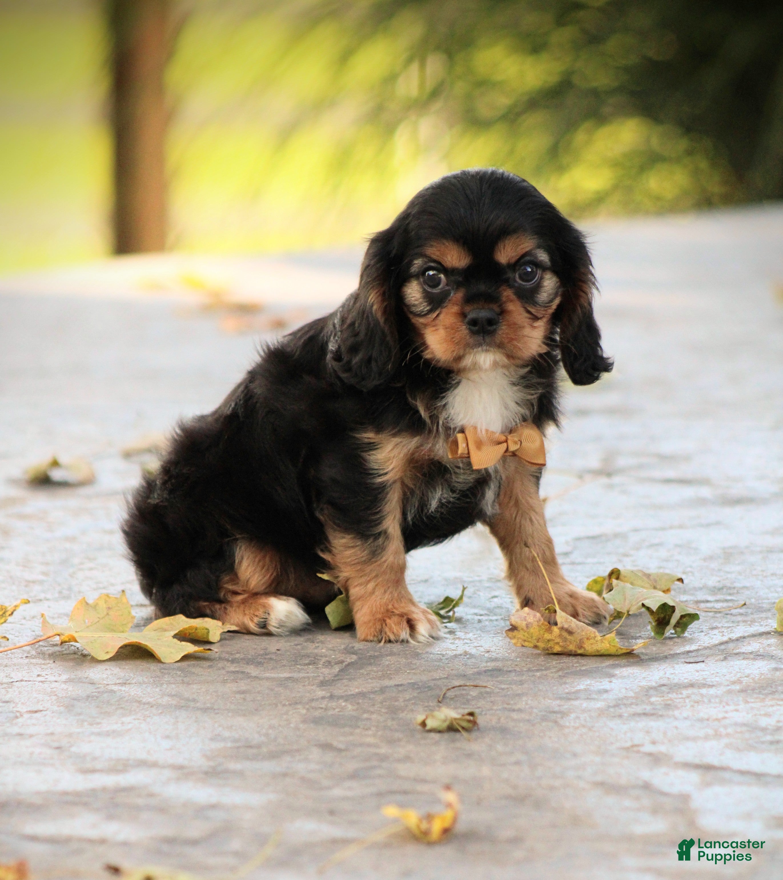 Cavalier King Charles Spaniel dogs Zane - Ad 1