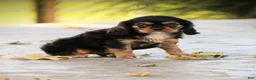 Cavalier King Charles Spaniel dogs for sale: Zane - Ad 1