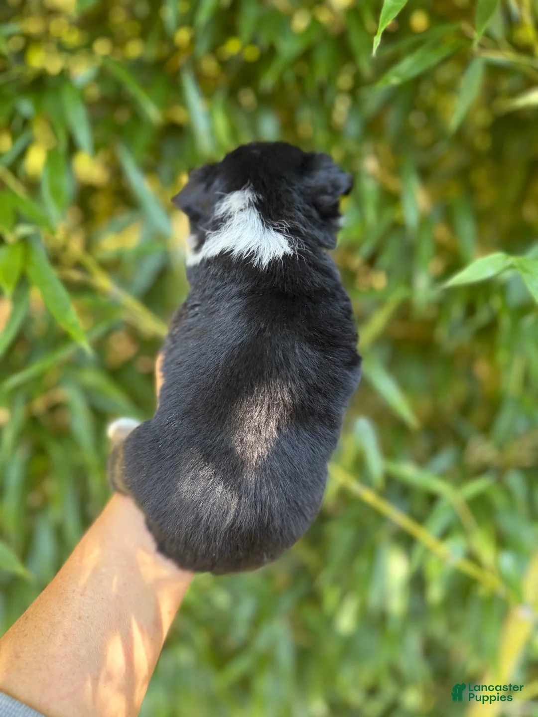 Miniature Australian Shepherd dogs for sale: Miniature Australian Shepherd 6 - Ad 2