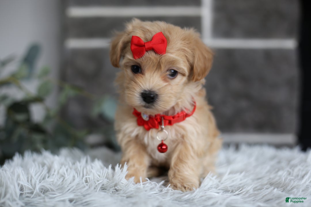 Maltipoo dogs for sale: Robin - Ad 10
