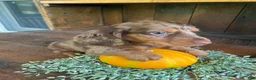 Miniature Dachshund dogs for sale: Franky - Ad 3