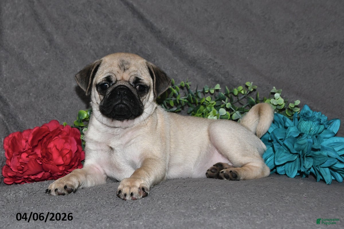 Pug dogs Marshmellow - Ad 1