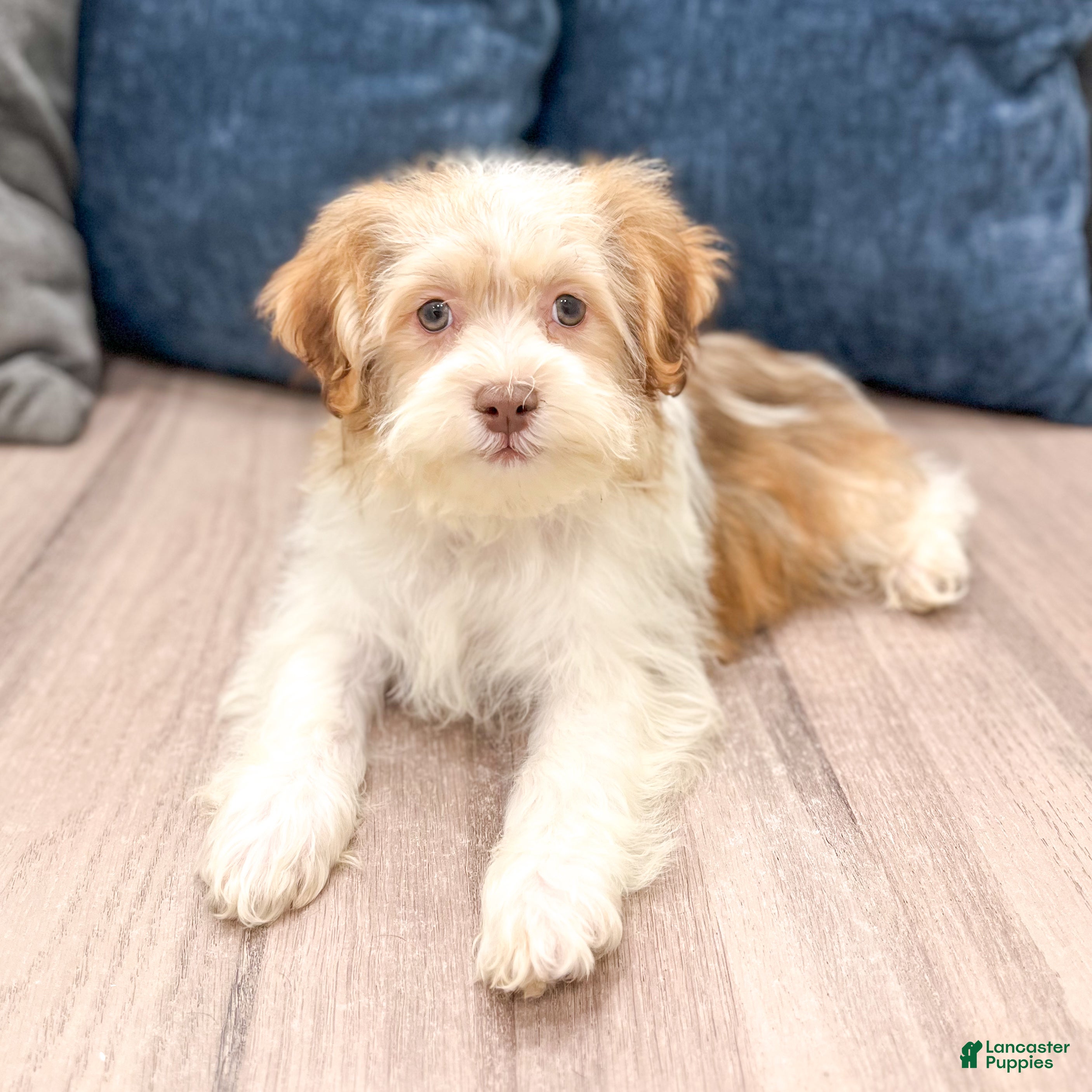 Havanese dogs Harvey - Ad 1