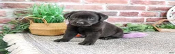 Labrador Retriever dogs for sale: Emilee - Ad 5