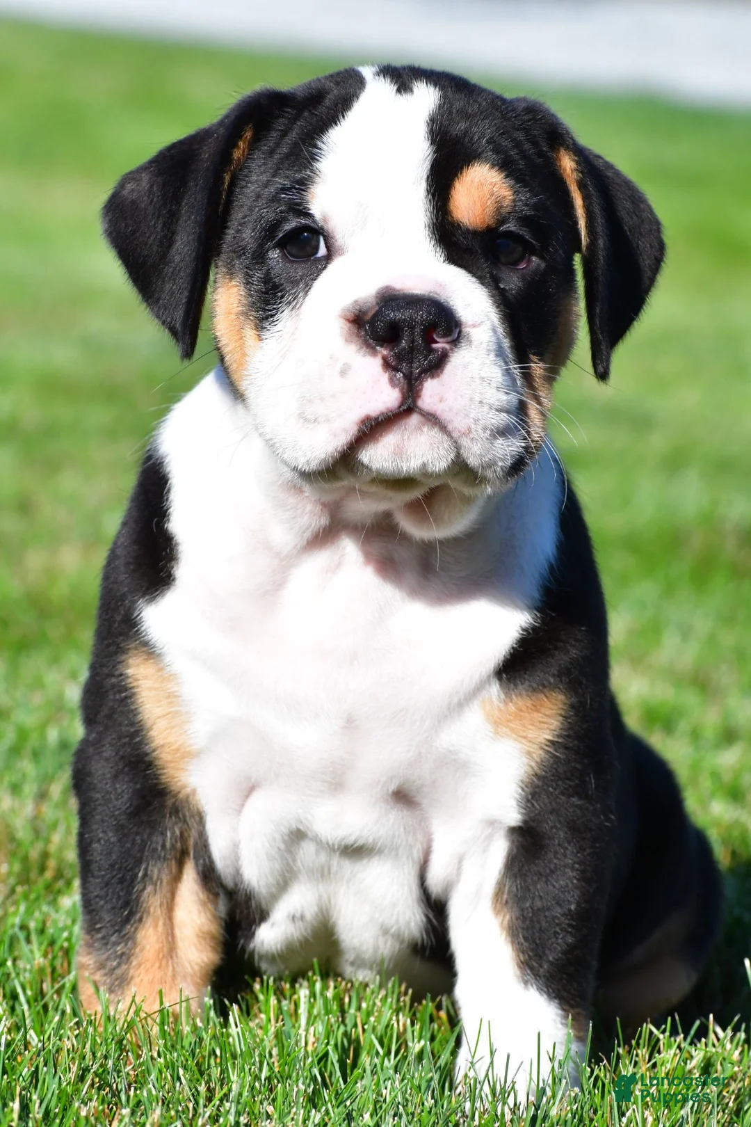 Beabull dogs for sale: Oscar - Ad 2