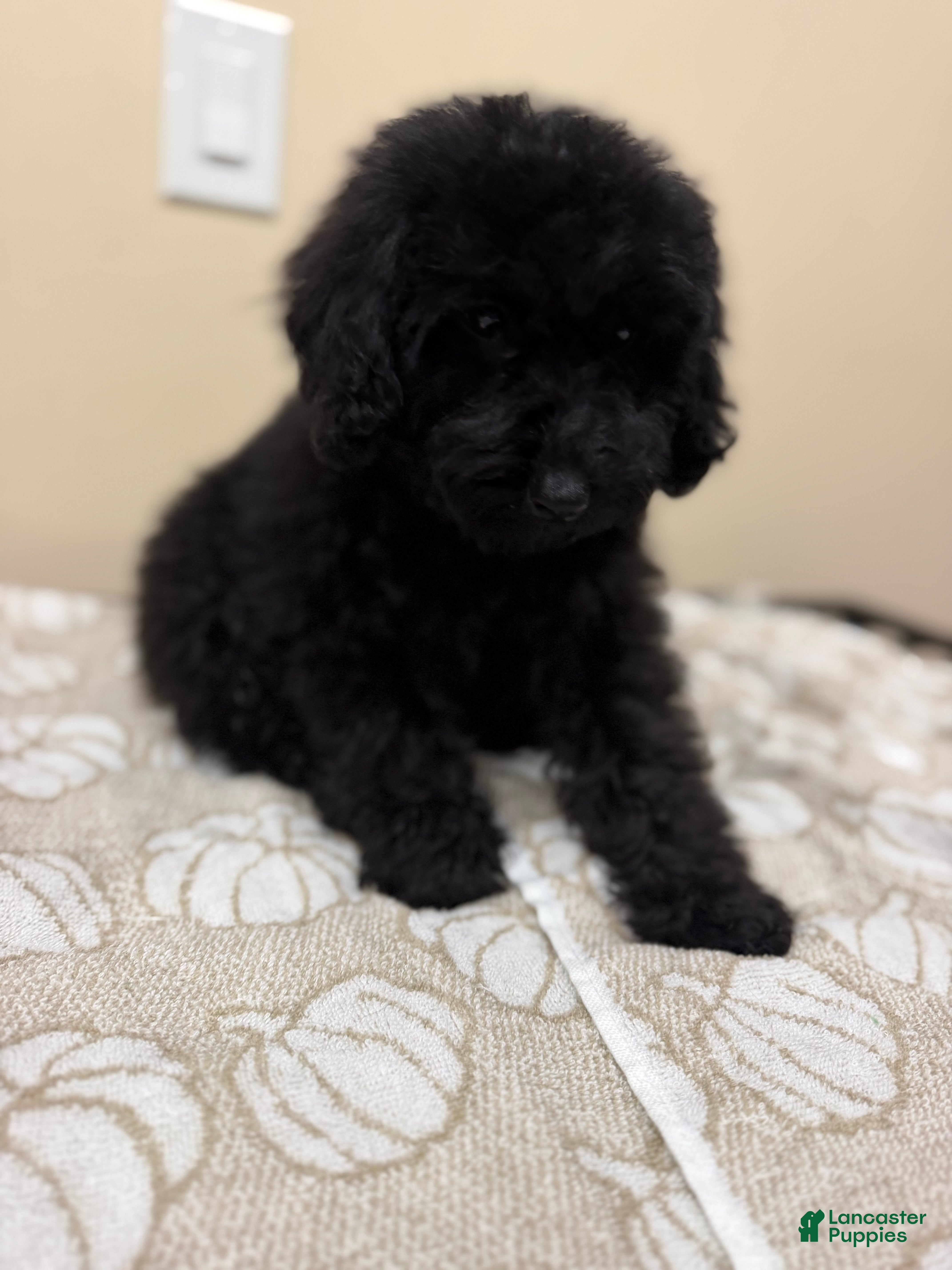 Toy Poodle dogs Toy Poodle 1 - Ad 26