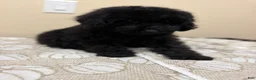 Toy Poodle dogs for sale: Toy Poodle 1 - Ad 1