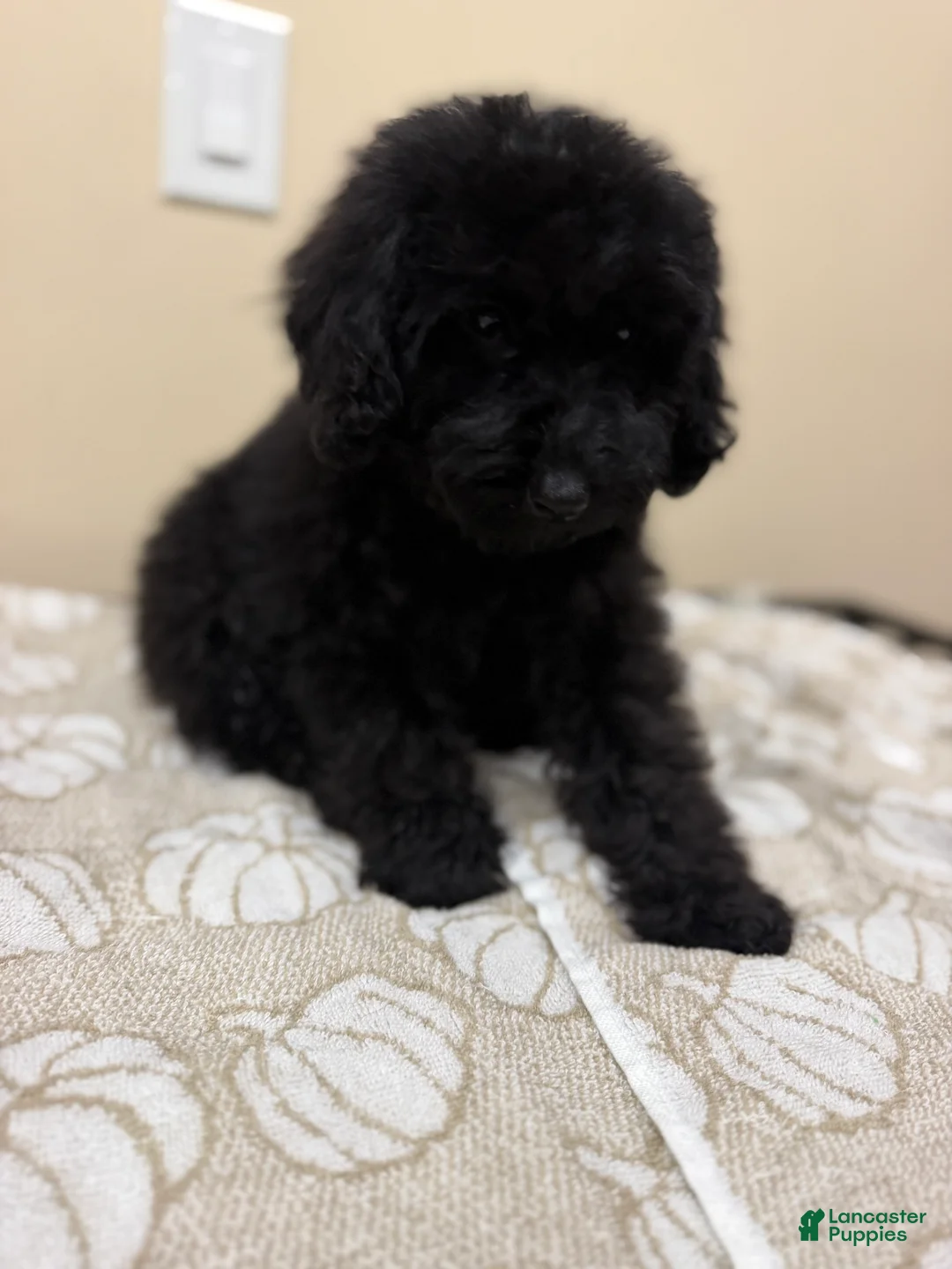 Toy Poodle dogs for sale: Toy Poodle 1 - Ad 1