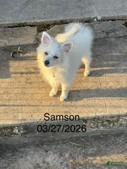 Pomeranian dogs Samson - Ad 2