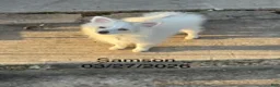 Pomeranian dogs for sale: Samson - Ad 2