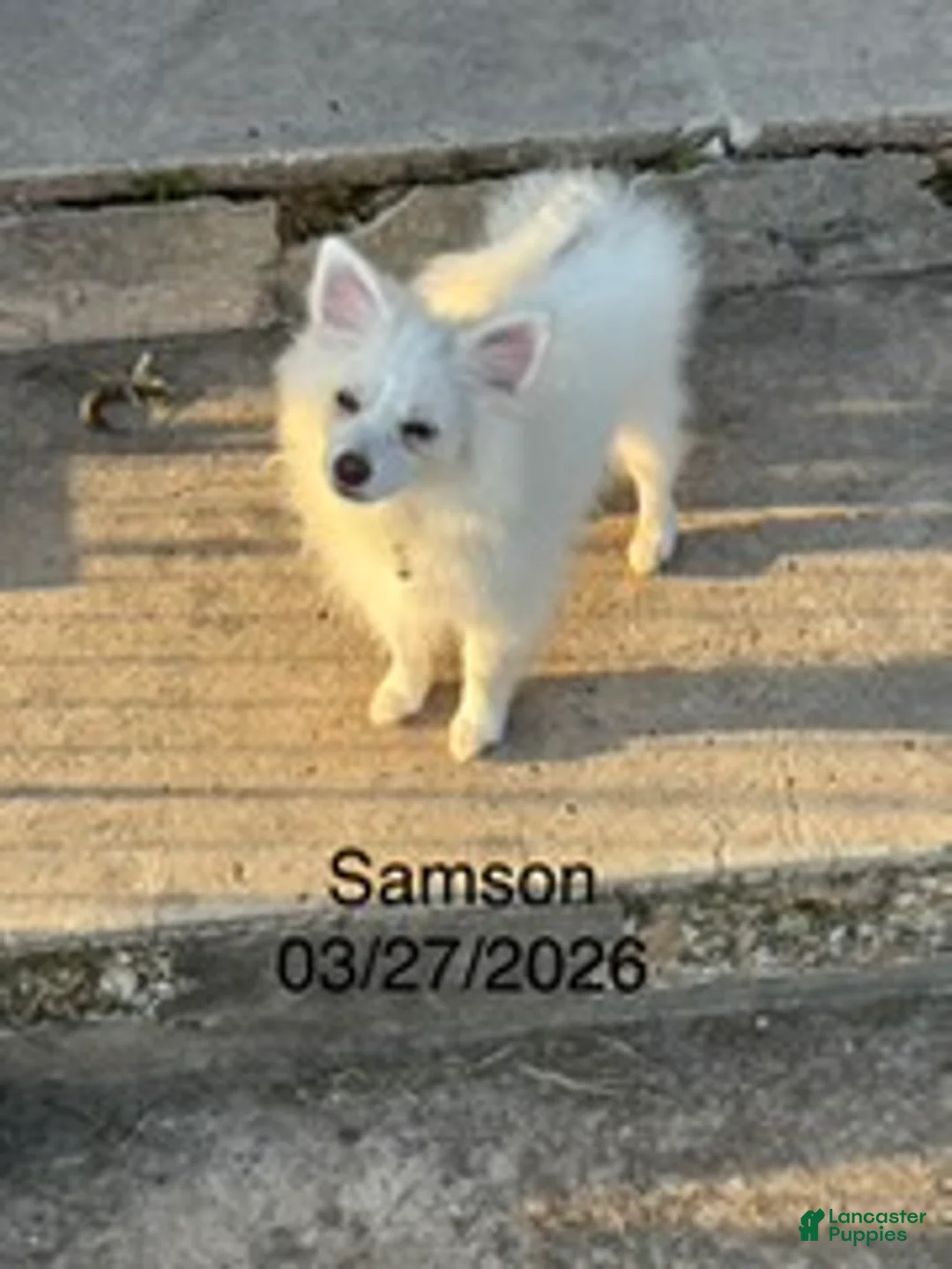 Pomeranian dogs for sale: Samson - Ad 2