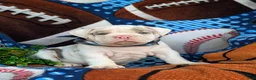 English Bulldog dogs for sale: Dunmore - Ad 3