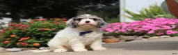 Cavapoo dogs for sale: Jaxson - Ad 3