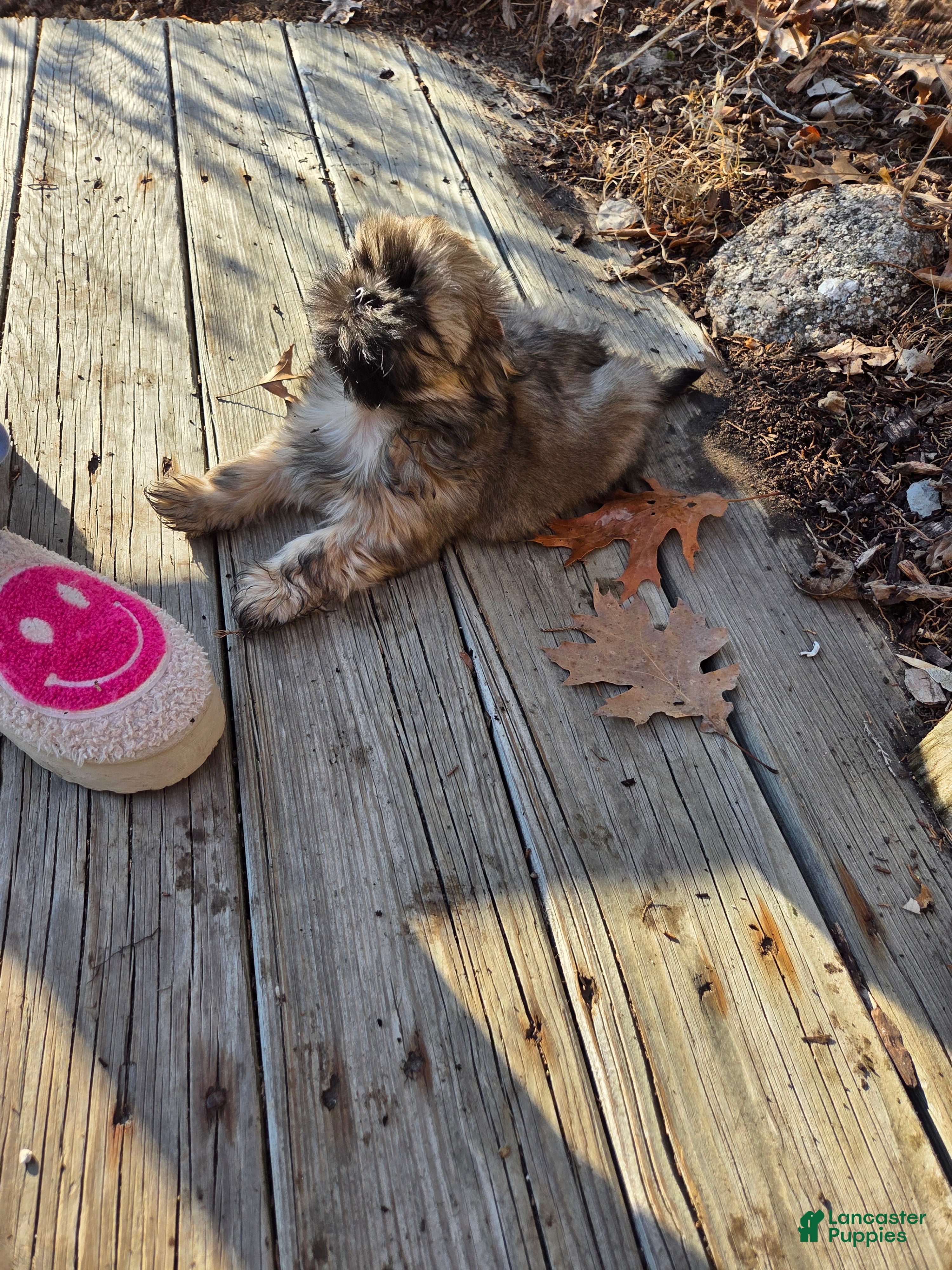 Shih Tzu dogs Shih Tzu Puppy 2 - Ad 21