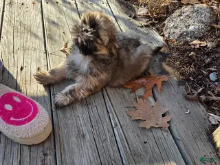 Shih Tzu dogs Shih Tzu Puppy 2 - Ad 21