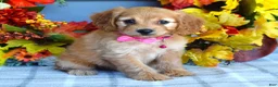 Cavapoo dogs for sale: Hannah  - Ad 4