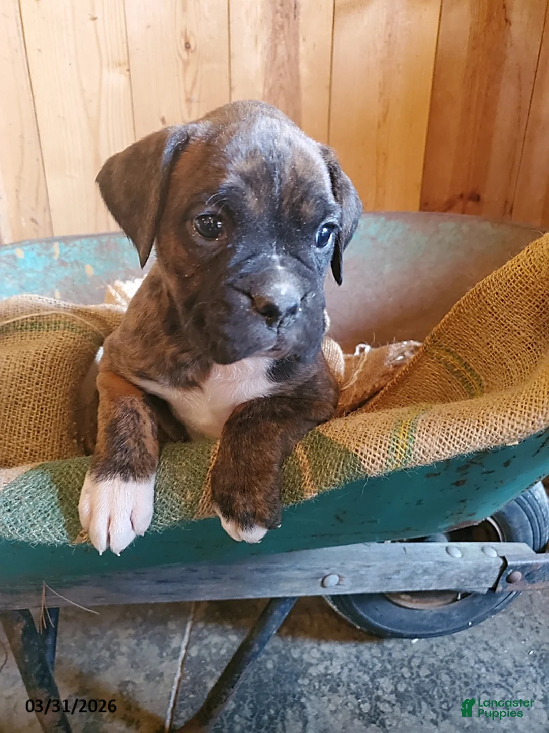 Boxer dogs for sale: Doc - Ad 3