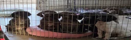 German Shorthaired Pointer dogs for sale: Smooch - Ad 9