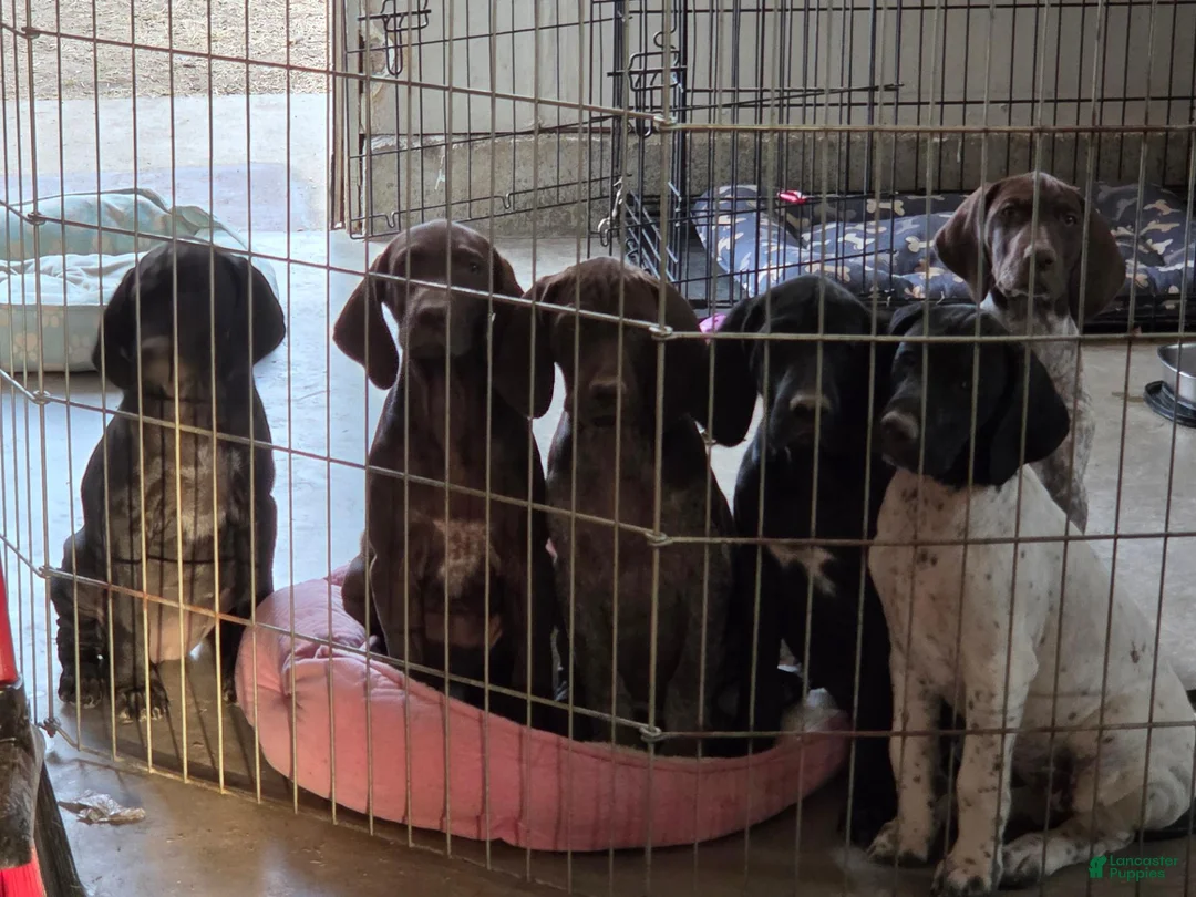 German Shorthaired Pointer dogs for sale: Smooch - Ad 9
