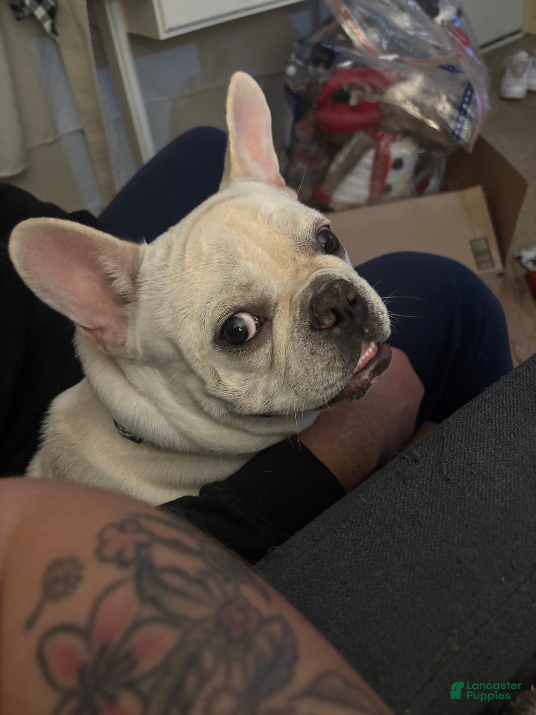 French Bulldog dogs for sale: French Bulldog Puppy 1 - Ad 5