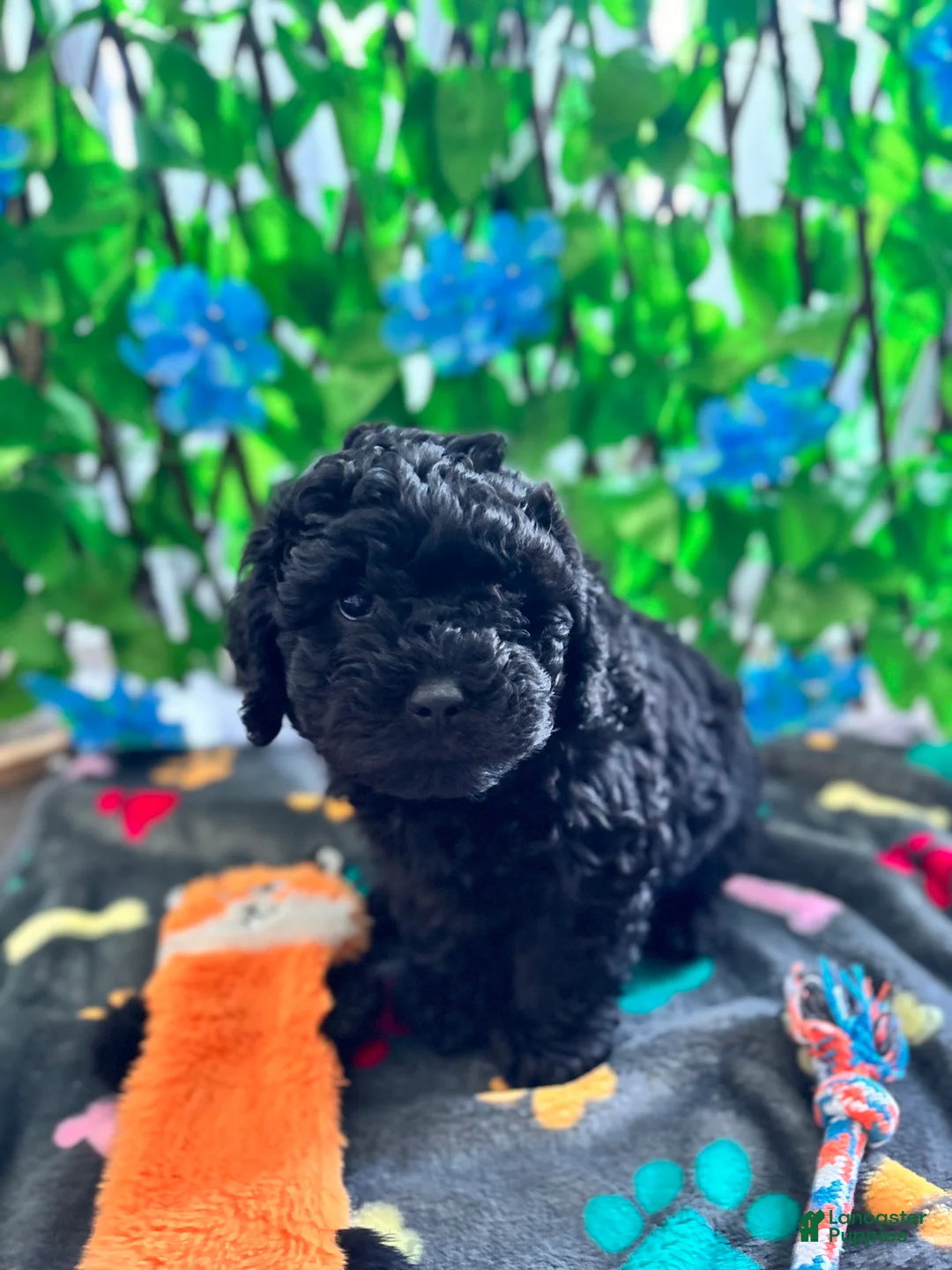 Mini Goldendoodle dogs for sale: Mini Poodle Mix Puppy  - Ad 1