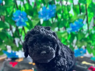 Mini Goldendoodle dogs for sale: Mini Poodle Mix Puppy - Ad 2